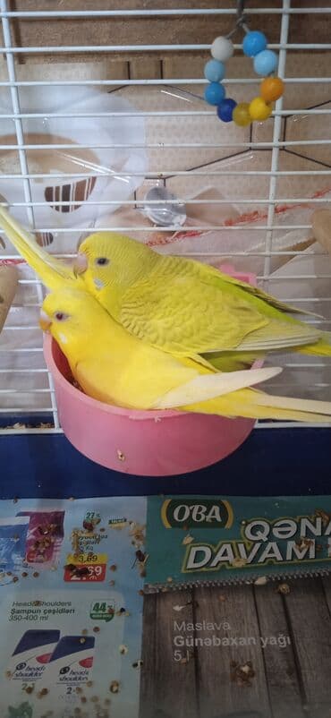 Popuqay quşlari qəfəslə bir erdə satılır( bir anadır uç bala, qəfəs