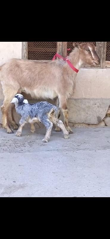 bala keci: Satılır: Ana keçi balası ilə - Növ: Yerli keçi - Komplekt: Ana keçi + — 4