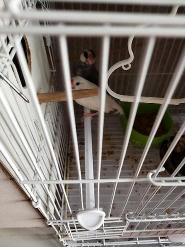 Salam təcili satilir pul lazmid deye cut 1 dəfə yumurtalayiblar alanda — 4