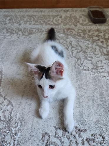 Yaxşı əllərə