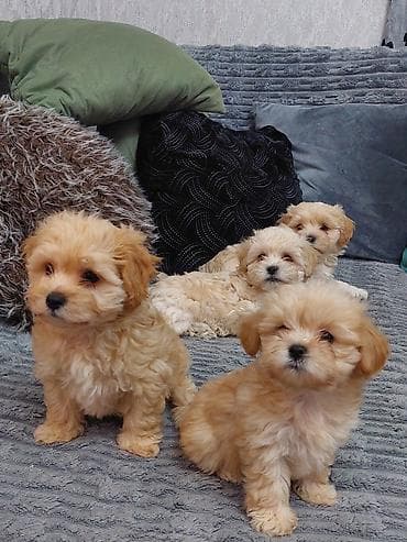 Akvariumlar: Maltipoo balaları – mini ölçü, şirin görünüş və ailə üçün ideal — 6