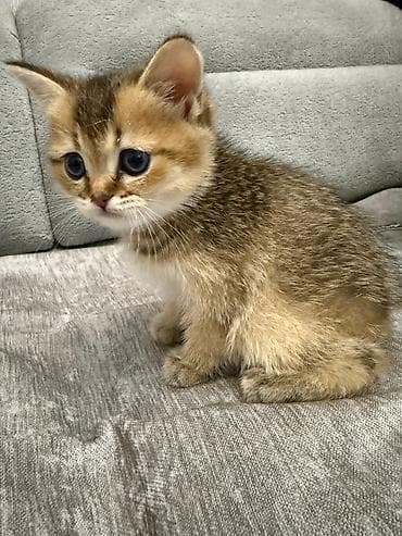 Pişiklər: Qızıl şinşilla, Erkək — 6