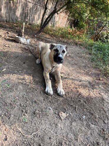Qafqaz çoban iti, 4 ay, Erkek, Ödənişli çatdırılma