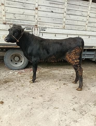 Inəklər, öküzlər