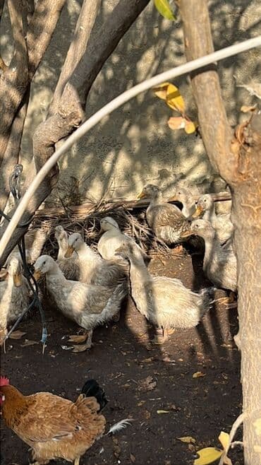 Çox aldıqda endirimdə olunacaq Təmizlənmiş halda çəkisi 1.500 gəlir