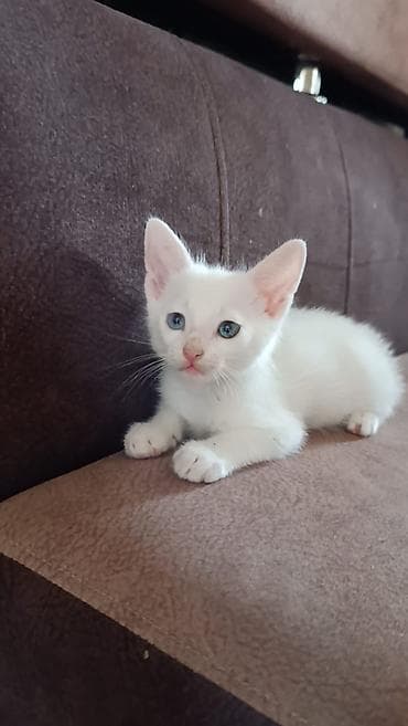 etibarli ellere it: Təmiz ev pişiyi hər şey yeyir latoka öyrəşib saglam oynagan pişikdi — 2