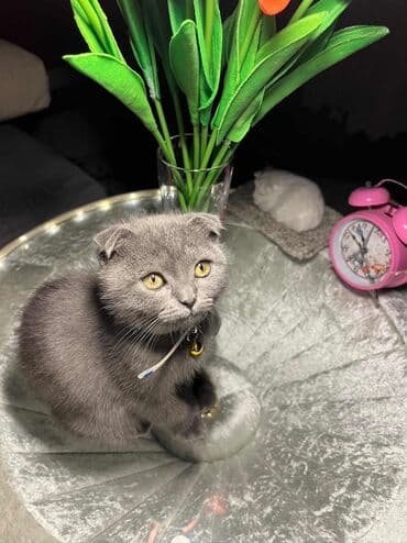 сколько стоит британский котёнок: Шотладская вислоухая — 2