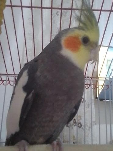 quş satisi: Nymph paraket (Cockatiel) – boz-ağ lələklər, sarı çəngəlvari saçı və — 3