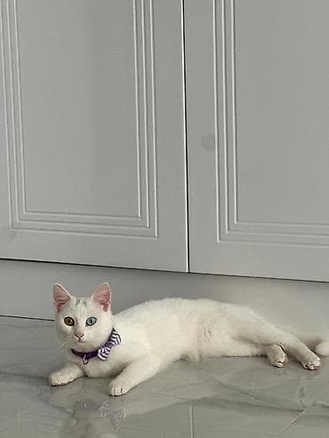 pişik cut: Türk anqora, Dişi — 1