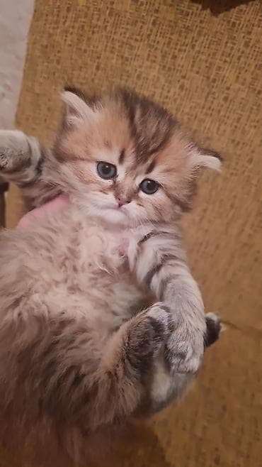 pişik pers: Britan — 4