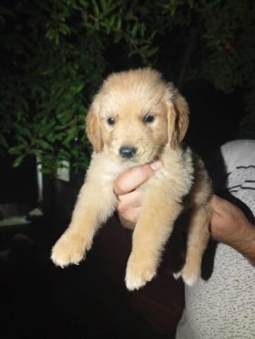 ov itləri: Retriever, Peyvəndli — 3