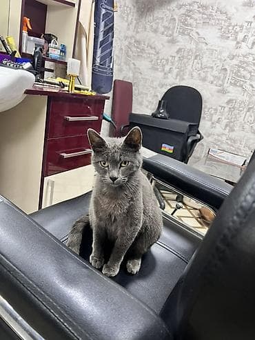 pişik üçün daraq: Britan, Yaxşı əllərə — 2