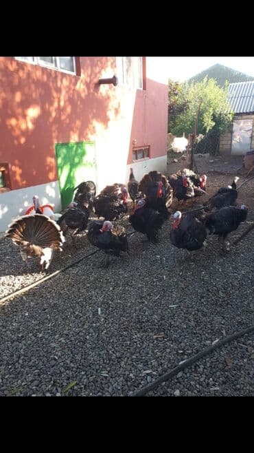 Qazlar: Erkək, Amerika, Ətlik, Ünvandan götürmə — 2