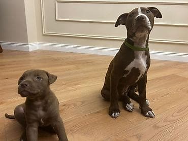 Pitbul, 3 ay, Dişi