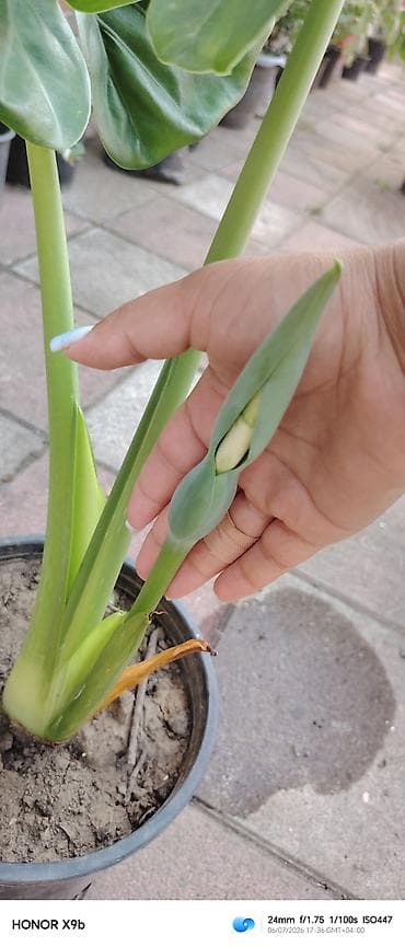 ciledagi bitkisi: Alokaziya (Alocasia) saksı bitkisi - Növ: Alocasia – iri, ürək — 2