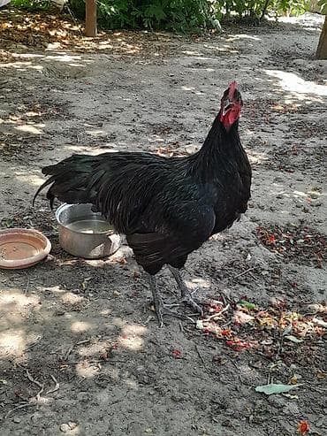 Toyuqlar: Təmiz avsrolop xoruzlardi 6ayliqdi 3 kiloya yaxin çəkiləri var — 9
