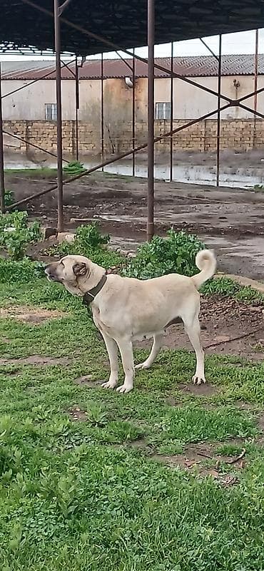 Kanqal, 3 il, Dişi, Peyvəndli, Ödənişli çatdırılma lalafo.az -da Kanqal, 3 il, Dişi, Peyvəndli, Ödənişli çatdırılma
