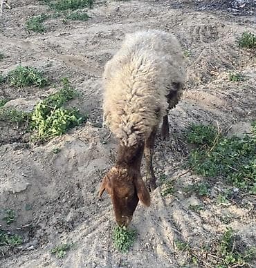 Boğaz Qoyun satılır mayın əvəlnə doğacağlar