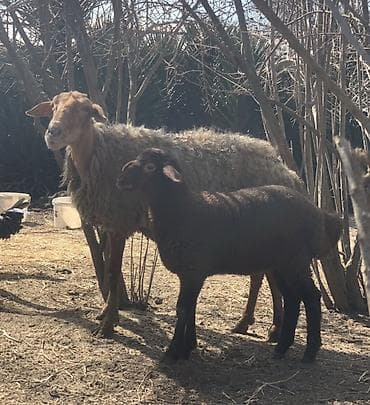 Ana Bala Qoyun satılır Sağlam heyvanlardı