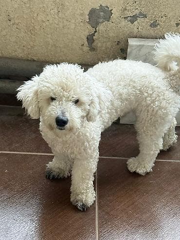 haski it: Pudel — 4