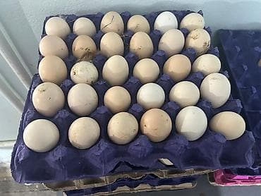 Təzə toyuq yumurtası 30 qəpik Öz təsərrüfatımızın məhsuludur. Hər