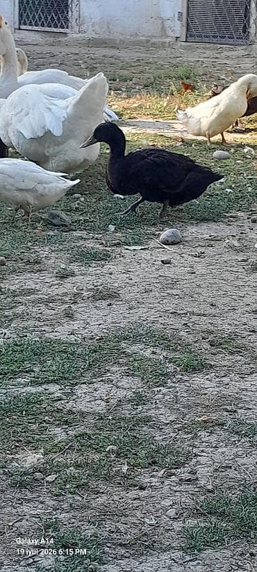 Kayuqa 4-5aylığ balalar satılır bir ədədi 20azn ünvan Neftçala rayon lalafo.az -da Kayuqa 4-5aylığ balalar satılır bir ədədi 20azn ünvan Neftçala rayon