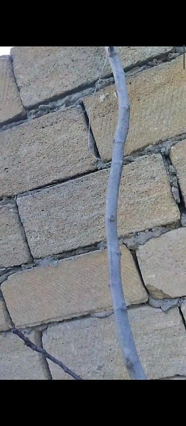 Məhsul: Çubuq dayaq dəsti – sarmaşıq və dırmaşan bitkilər üçün