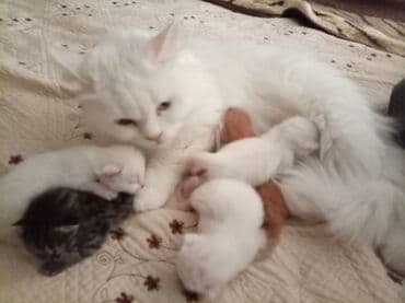 pişik əşyaları: Tabbi, Dişi — 7