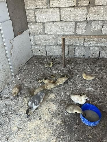 hindquşu balası: Ördək balalarıdır. 14 ədəddir. Lal ördəkdi. 1i 5 azndir. Real alicilar — 3