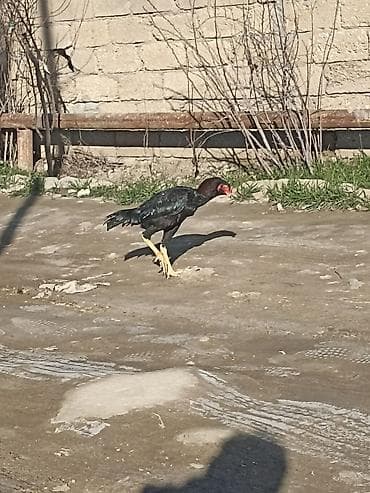 Balıqlar: 6 ayndadı tərifləməyədə etyac yoxdu Ayaqnada söz ola bilməz cindi — 3