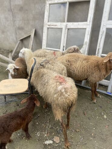 cins ineklerin qiymeti: 1 ədəd qoyun yanında quzu ilə (quzu ərkəkdi) 3 ədəd qoyun boğaz — 3