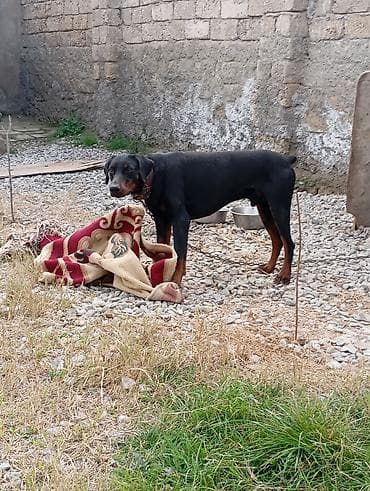 xasqi itləri: Doberman, Erkek, Peyvəndli — 5