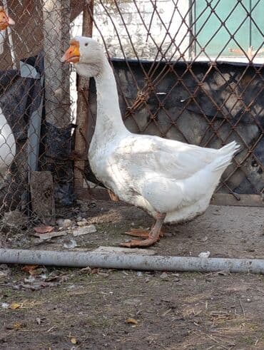 kuban qazi: Dişi, | Xolmogor, Damazlıq, Ödənişli çatdırılma — 2