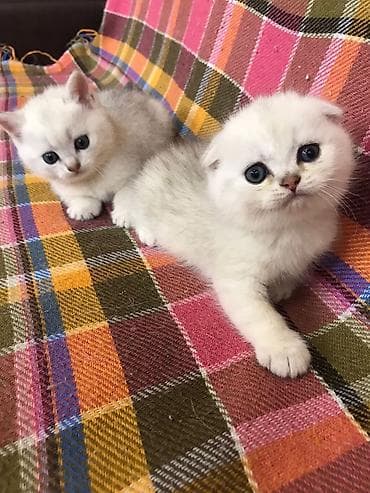 pişik qabi: Britaniya Şinşilla (gümüş kölgə) balaları - Cins: Britaniya şinşilla — 3