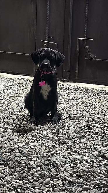 pitbull satılır: Kane-Korso, 9 ay, Dişi, Ünvandan götürmə — 1