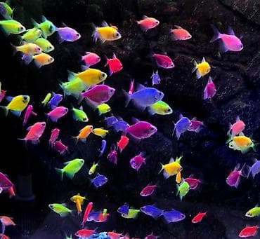 Glofish, Sülhsevər, Ünvandan götürmə