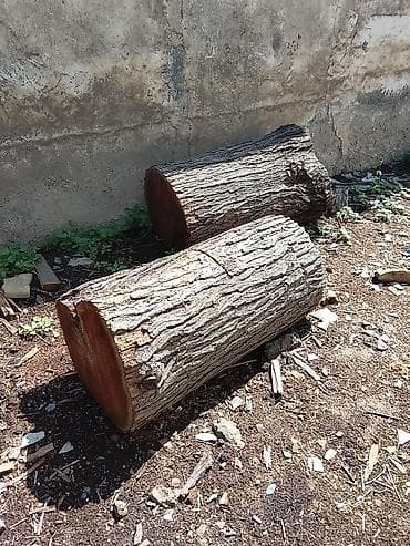 novruz dekorlar: - Təbii sərt ağac gövdələri (kəsilmiş böyük kötüklər) - Miqdar — 2