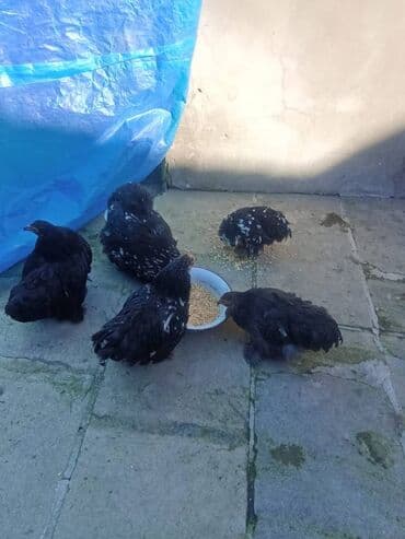 toyuq colpa: Karlik koxin toyuqlari — 1