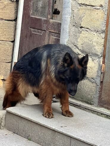 Tofas: Alman çoban iti, 1 ay, Erkek — 6