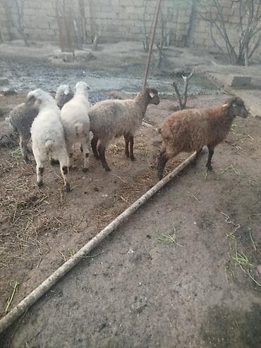 qurban qoyunu: Qoyun-quzu sürüsü satılır. - Növ: yerli qarışıq ətlik-yağlıq tipli — 1