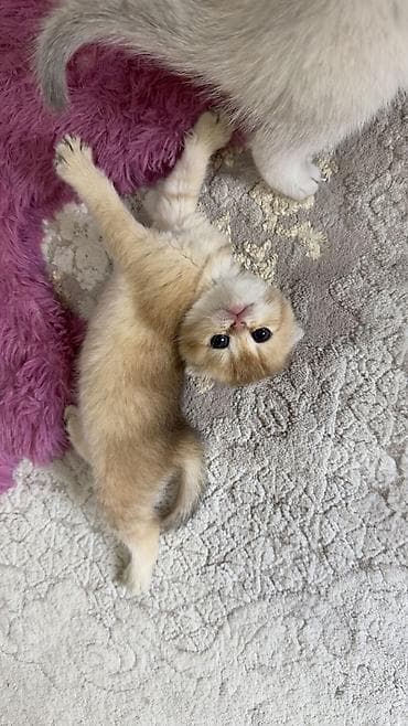 pomeranian spitz qiymeti: Britan, Dişi, Cütləşmə üçün, Pulsuz çatdırılma — 3