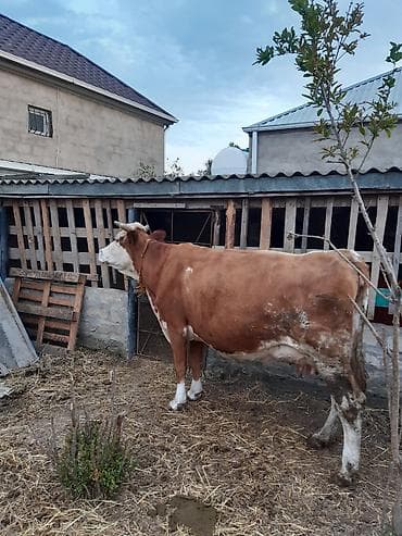 Teze doğub smental 3 qarınadı balası disidi sudu 25 litirdi yağli sudu
