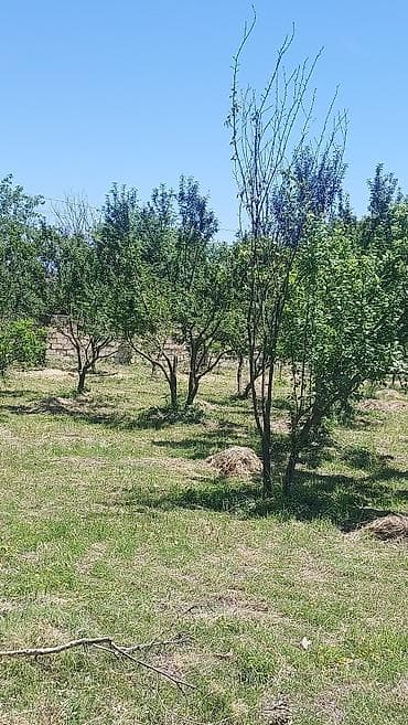 torpaq xırdalan: 19 sot, Tikinti, Mülkiyyətçi, Kupça (Çıxarış) — 8