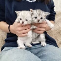 в добрые руки: Şotland, Dişi, Yaxşı əllərə, Ünvandan götürmə — 8