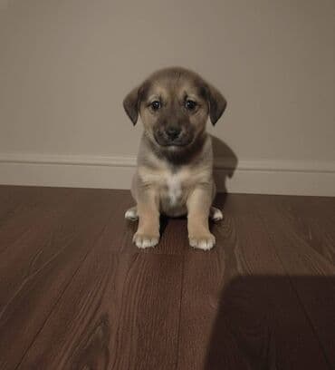 it alqı satqısı: 2 ay, Erkek — 3