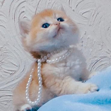 bala pitbul: Britan — 6