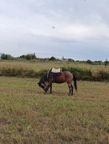 сколько стоит лошадь в азербайджане: Самка, лет: 7, Самовывоз — 2