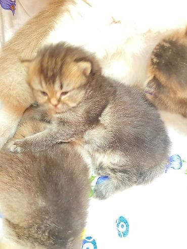 pisiy cantasi: Qızıl şinşilla — 6