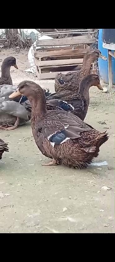bala doşan: Ruan ordek yumurta 5m, bala 20m. Temiz qan.unvan : Shuvelan — 2