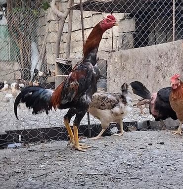 xoruz: Heyratı beçə satılır iyunda bir ili olacaq alan adam ayağını yoxluyub — 1